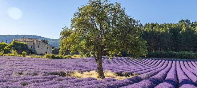 Ein Lavendelfeld mit einem Baum in der Mitte