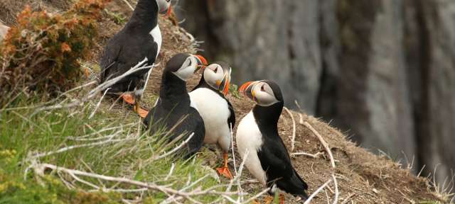 Puffin-Versammlung Eine Gruppe von Puffins steht nebeneinander
