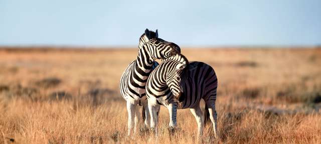 Zebras im Etosha Park Zwei Zebras stehen nebeneinander in einem Feld