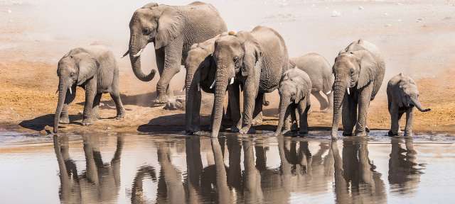 Elefanten im Etosha Park Eine Herde von Elefanten trinkt aus einem Wasserloch
