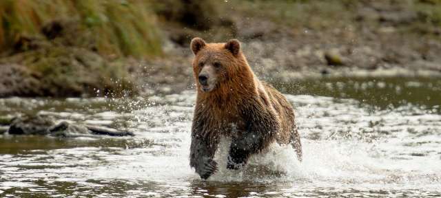 Ein Bär läuft durch einen Fluss
