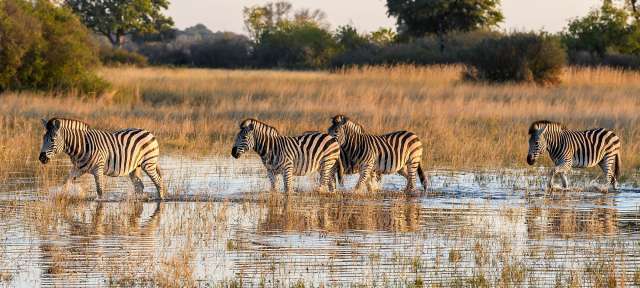 Eine Herde Zebras läuft durch das Wasser