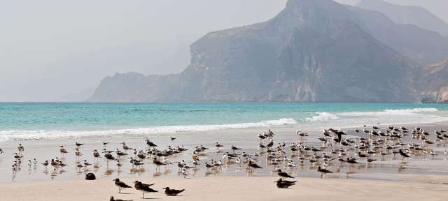 Omanische Küste bei Salalah Eine große Gruppe von Vögeln steht am Strand