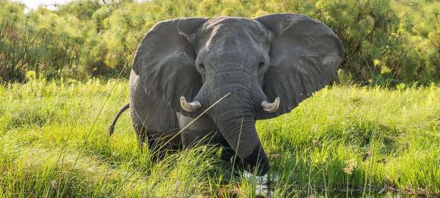 Ein elefant steht in einem grasbewachsenen feld und schaut in die kamera