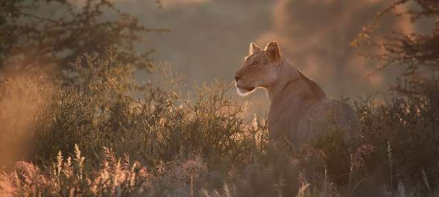 Löwin in der Dämmerung: Südafrika Eine Löwin steht im hohen Gras und schaut in die Ferne