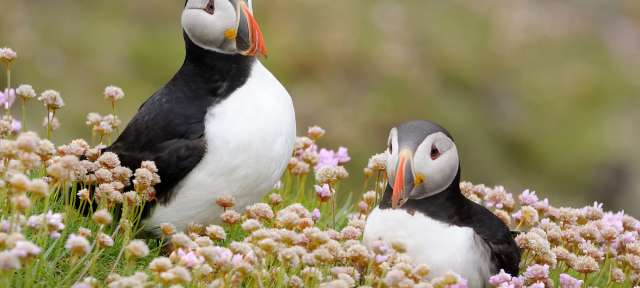 Atlantische Puffins: Island Ein paar Vögel stehen in einem Feld mit Blumen