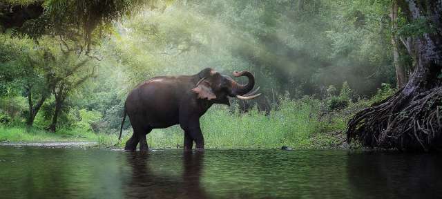 Kanchanburi: Elefant im Wald Ein Elefant steht in einem Fluss mit Bäumen im Hintergrund