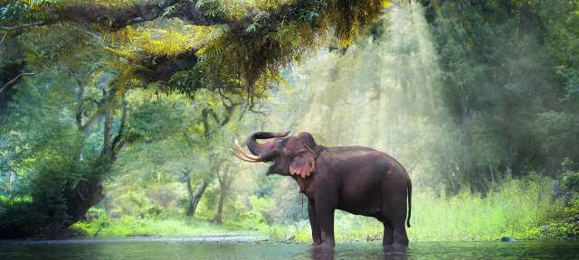Ein Elefant steht in einem Fluss und trinkt Wasser