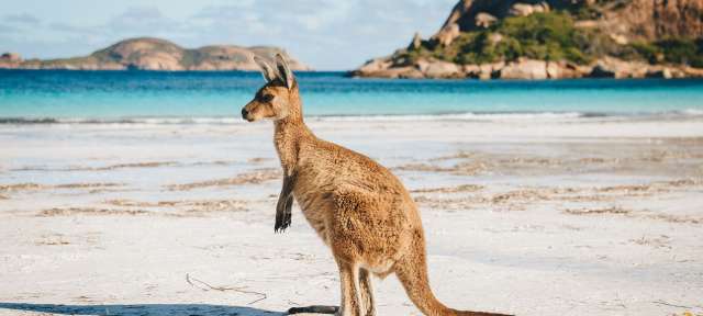 Kangaroo bei Lucky Bay