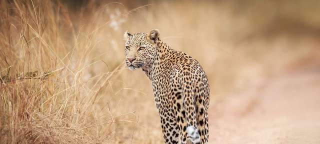 Leopard in Südafrika Ein Leopard geht auf einer unbefestigten Straße