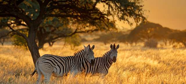 Zebras bei Sonnenuntergang
