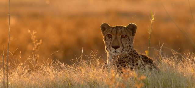 Ein Gepard liegt im hohen Gras und schaut in die Kamera