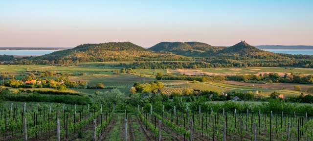 Weinberge und Badacsony-Berg mit Plattensee: Sonnenuntergang Ein Feld mit Bäumen und Bergen im Hintergrund