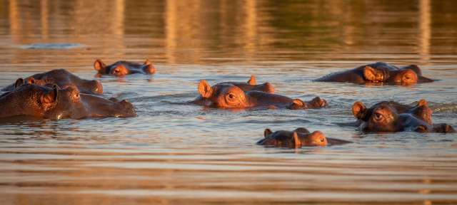 Hippos in der Mündung in St. Lucia Eine Gruppe von Flusspferden schwimmt im Wasser