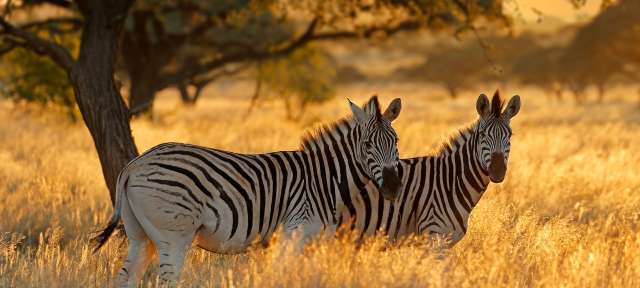 Safari in Südafrika: Zebras bei Sonnenaufgang Zwei Zebras stehen nebeneinander in einem Feld