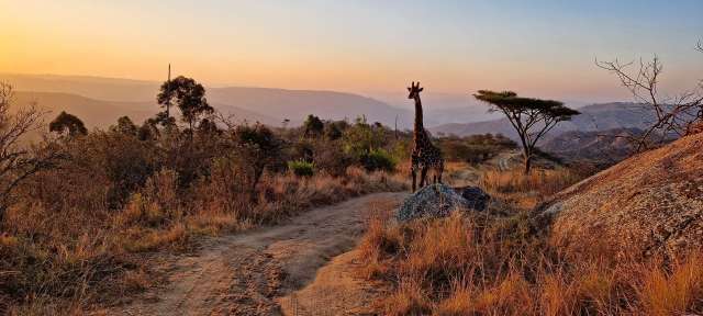 Tal der tausend Hügel: Giraffe bei Sonnenuntergang Eine giraffe steht auf einem felsigen bergweg