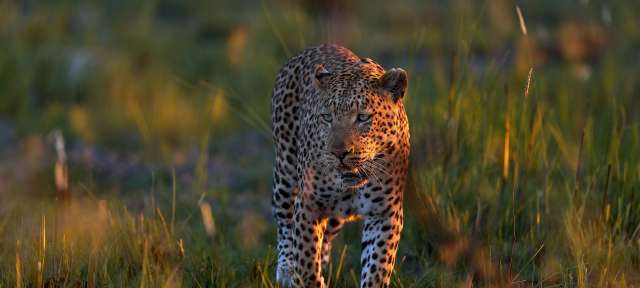 Ein leopard geht durch ein grasbewachsenes feld