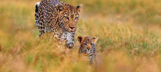 Leoparden in Sambia Eine Leopardin und ihr Junges gehen durch hohes Gras
