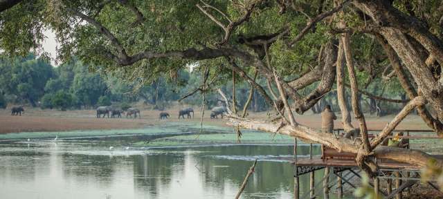 South Luangwa Nationalpark Ein Mann sitzt auf einem Holzsteg in der Nähe eines Sees mit Elefanten im Hintergrund