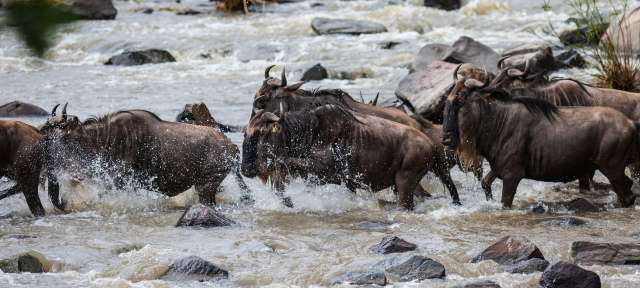Eine Herde Gnus läuft durch einen Fluss