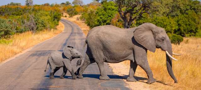 Ein Elefantenbaby folgt seiner Mutter auf einer Straße durch eine Savannenlandschaft.