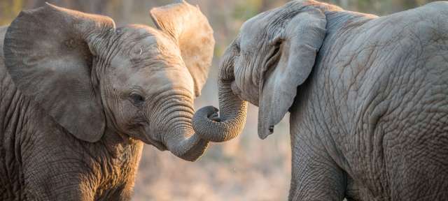 Elefanten im Krüger Nationalpark