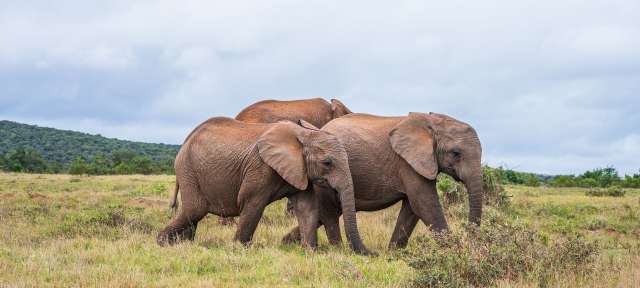 Elefanten im Addo Elephant Nationalpark