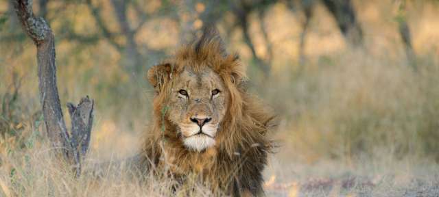 Löwe im Krüger Park