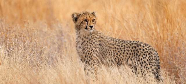 Gepard im Krüger Nationalpark