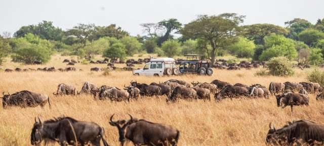 Büffel im Serengeti Nationalpark während der Great Migration