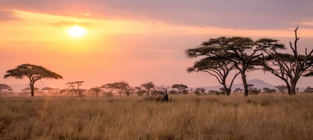 Sonnenuntergang im Serengeti Nationalpark