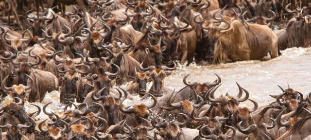 Büffel überqueren einen Fluss im nördlichen Serengeti-Nation