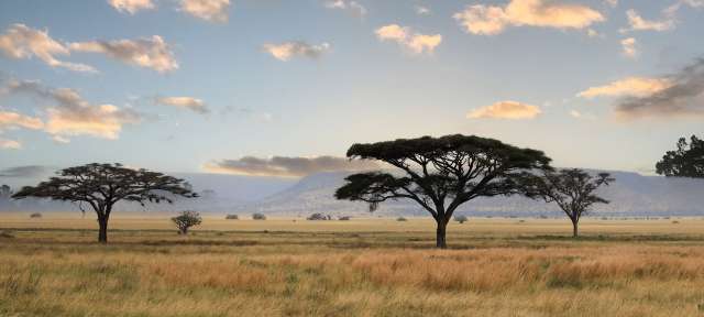 Schirmakazien im Serengeti Nationalpark