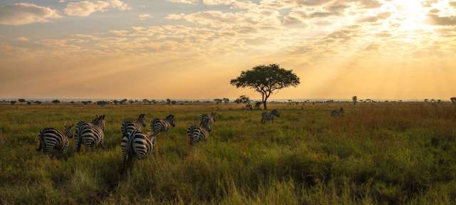 Zebras grasen in der Savanne unter einem dramatischen Himmel bei Sonnenuntergang.