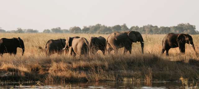 Elefanten im Caprivi