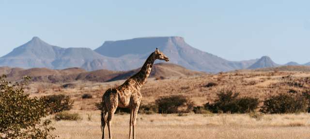 Giraffe im Erongo Gebirge