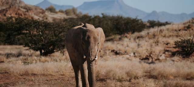Wüstenadaptierter Elefant im Damaraland