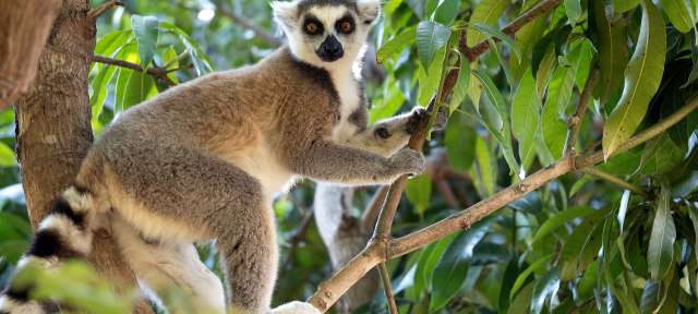 Einzigartige Tierwelt: Lemur im Ranomafana Nationalpark