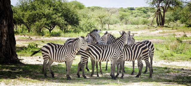 Schatten suchende Zebras im Tarangire Park Eine Gruppe von Zebras steht nebeneinander