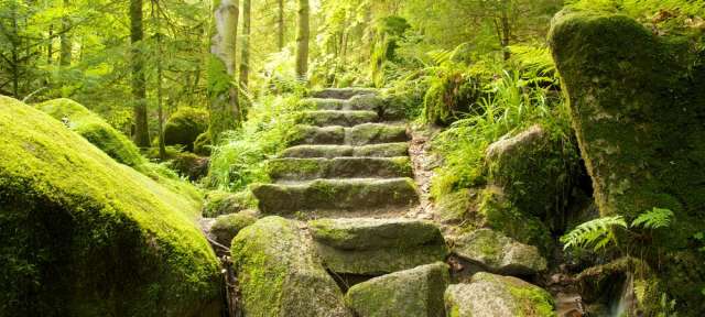 Eine Treppe führt durch einen üppigen grünen Wald