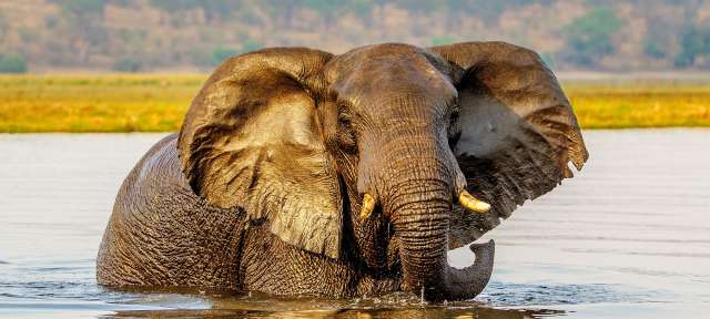Chobe - größte Elefantenpopulation der Erde Chobe - größte Elefantenpopulation der Erde