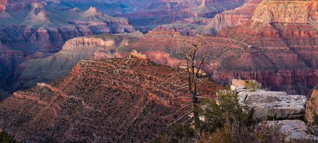 Ein Blick auf den Grand Canyon mit einem Baum im Vordergrund