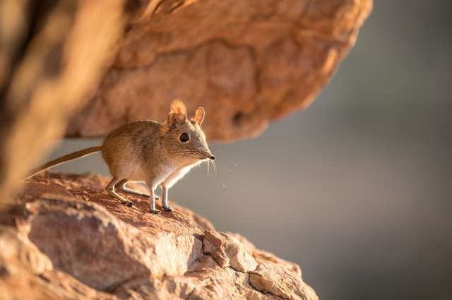 Treuer Partner: Elefantenspitzmaus