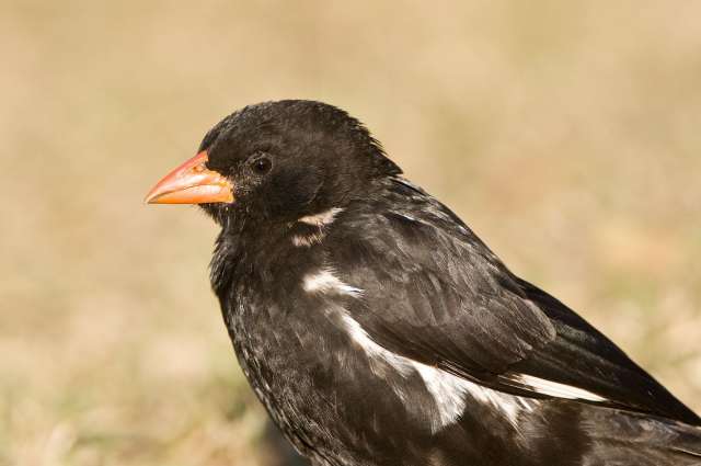 Sozialer Nestbauer: Weißkopfbüffelweber