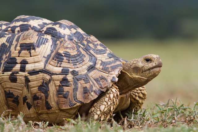 Vegetarische Einzelgänger: Pantherschildkröte