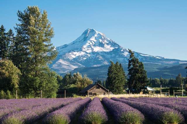Höchster Gipfel Oregons: Mount Hood