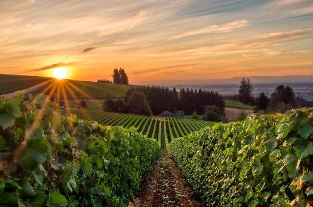Malerische Weinberge: Willamette Valley