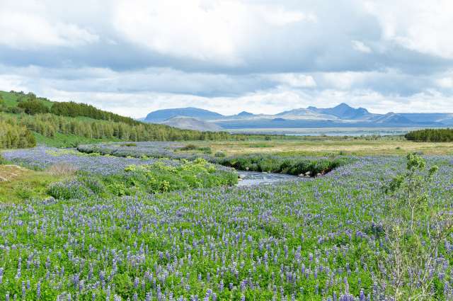Im Juni blühen auf Island die Lupinen