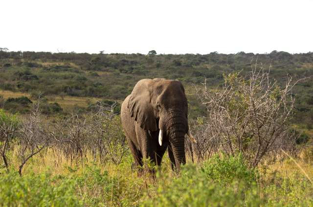 Erste Safari: Ausflug in den Hluhluwe-iMfolozi-Nationalpark