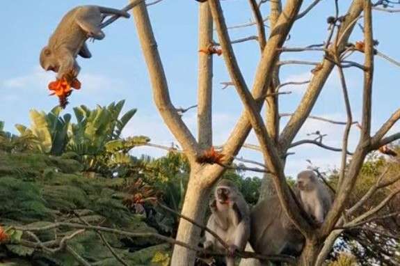 Morgendliche Besucher: Äffchen auf der Terrasse